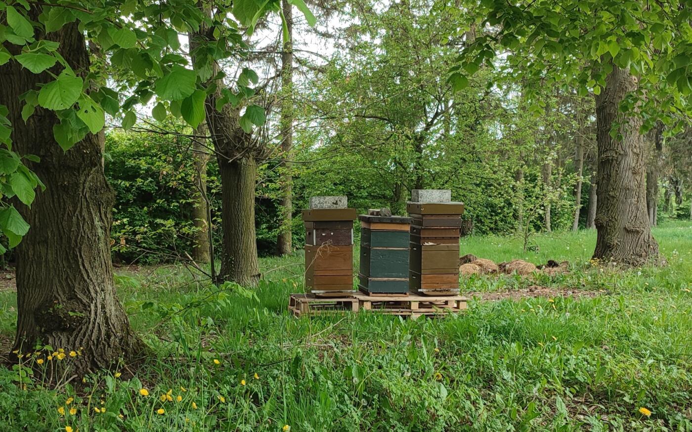 Des ruches en zone Stockis